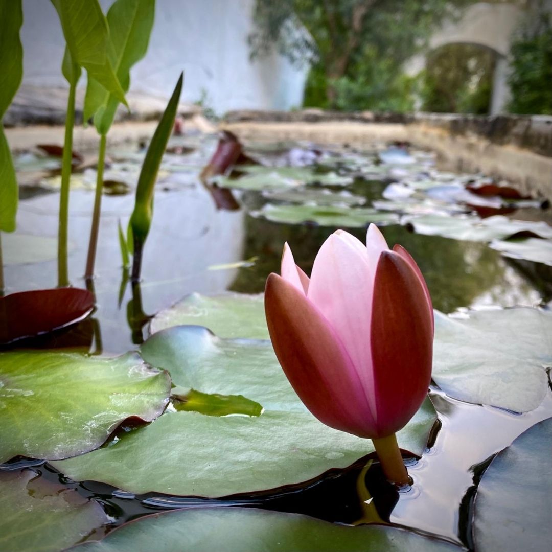 Quinta Sol Dagua - Nora e Piscina